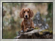 Pies, Szczeniak, Working cocker spaniel