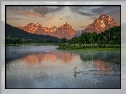 Park Narodowy Grand Teton, Rzeka, Snake River, Pelikan, Góry, Teton Range, Drzewa, Zielone, Lasy, Stan Wyoming, Stany Zjednoczone