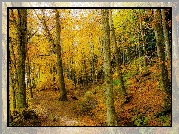 Jesień, Las, Drzewa, Krzewy, Strumień