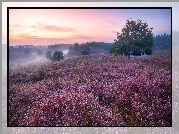 Wrzosowisko, Wschód słońca, Poranek, Drzewo, Mgła, Park Narodowy Veluwezoom, Prowincja Geldria, Holandia