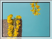Żółte, Kwiaty, Glicynia, Murek