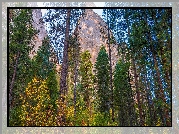 Park Narodowy Yosemite, Góry, Drzewa, Sosny, Stan Kalifornia, Stany Zjednoczone