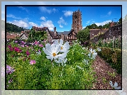 Ogród, Kwiaty, Kosmea, Rośliny, Budynki, Niebo, Chmury, Wieża, Minehead, Anglia