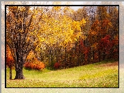 Las, Drzewa, Polana, Jesień