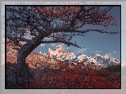 Argentyna, Patagonia, Góry Andy, Szczyt Fitz Roy, Drzewa, Kolorowa, Roślinność, Jesień, Park Narodowy Los Glaciares