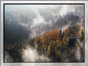 Jesień, Góry, Las, Drzewa, Mgła