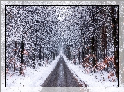 Las, Śnieg, Drzewa, Droga, Zima