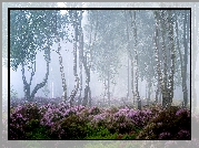 Drzewa, Las, Brzozy, Mgła, Wrzosowisko, Wrzosy, Park Narodowy Peak District, Hrabstwo Derbyshire, Anglia