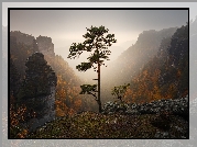 Park Narodowy Czeska Szwajcaria, Góry Połabskie, Ośnieżone, Skały, Sosna, Jesień, Wschód słońca, Czechy