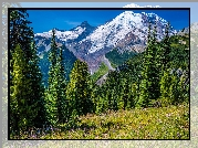 Ośnieżone, Góry, Stratowulkan Mount Rainier, Drzewa, Świerki, Kwiaty, Łąka, Park Narodowy Mount Rainier, Stan Waszyngton, Stany Zjednoczone