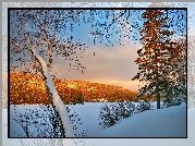 Zima, Drzewa, Rozświetlony, Las, Śnieg, Zamarznięte, Jezioro