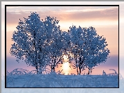 Zima, Oszronione, Drzewa, Wschód słońca