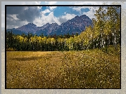 Góry, Drzewa, Brzozy, Łąka, Trawa, Góry, Park Narodowy Jasper, Alberta, Kanada