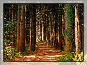 Las, Drzewa, Pnie, Gałęzie, Ścieżka