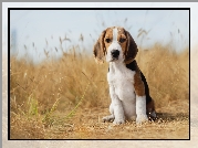 Siedzący, Szczeniak, Pies, Beagle