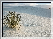 Stany Zjednoczone, Stan Nowy Meksyk, Park Narodowy White Sands, Pustynia, Białe, Piaski, Wydmy, Roślina