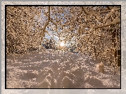 Zima, Śnieg, Promienie słońca, Drzewa, Ośnieżone, Gałęzie, Pies