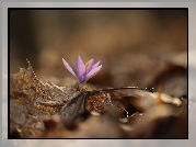 Liliowy, Krokus, Suche, Liście