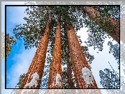 Stany Zjednoczone, Kalifornia, Las, Drzewa, Sekwoje, General Grant Grove, Park Narodowy Kings Canyon