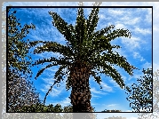 Drzewo, Tropikalne, Palma, Niebo