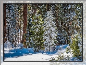 Zima, Las, Ośnieżone, Drzewa, Sekwoje, General Grant Grove, Park Narodowy King Canyon, Kalifornia, Stany Zjednoczone