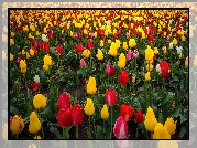 Farma, Wooden Shoe Tulip Farm, Pole, Tulipany, Stan Oregon, Stany Zjednoczone