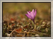 Fioletowy, Krokus, Kwiat, Rozwinięty