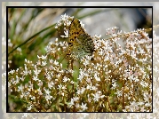 Motyl, Roślina, Białe, Drobne, Kwiaty