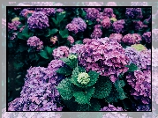 Fioletowe, Kwiaty, Hortensje