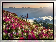 Łąka, Kolorowe, Kwiaty, Góry, Kobieta, Pomost widokowy, Wschód słońca, Prowincja Tak, Tajlandia