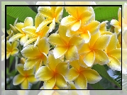 Plumeria, Żółte, Kwiaty, Krople