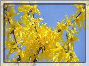 Kwiaty, Żółte, Forsycja, Gałązki