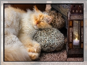 Śpiący, Rudy, Niebieskooki, Kot, Kamienie, Lampion