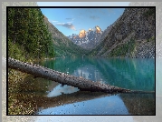 Jezioro Szawlińskie, Pień, Góry Severo-Chuisky, Ałtaj, Drzewa, Republika Ałtaju, Rosja