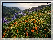 Stany Zjednoczone, Stan Kalifornia, Stanowy Park Garapatta, Sobranes Canyon, Wzgórza, Góry, Kwiaty, Morze, Wybrzeże Big Sur