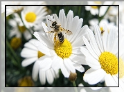 Białe, Kwiaty, Margerytki, Pszczoła