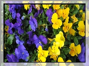Kwiaty, Fioletowe, Żółte, Bratki