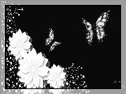 Białe, Kwiaty, Gipsówka, Motyle, Czarne, Tło, 2D