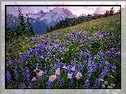 Stany Zjednoczone, Stan Waszyngton, Góry, Park Narodowy Mount Rainier, Stratowulkan, Wzgórze, Łąka, Astry, Łubin