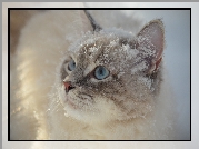 Kot, Błękitne, Oczy, Spojrzenie, Śnieg
