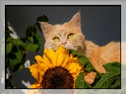 Rudy, Kot, Spojrzenie, Żółte, Oczy, Kwiat, Słonecznik, Liście
