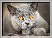 Kot brytyjski krótkowłosy, Spojrzenie, Żółte, Oczy, Zbliżenie