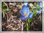 Kwiat, Niebieski, Krokus