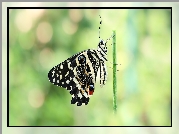 Motyl, Papilio demodocus, Czarny