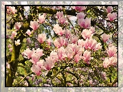 Wiosna, Kwiaty, Magnolia