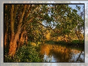 Rzeka, River Great Ouse, Drzewa, Hrabstwo Bedfordshire, Anglia