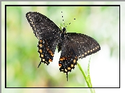 Motyl, Czarny, Papilio polyxenes