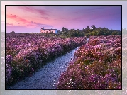 Wrzosowisko, Kwiaty, Wrzosy, Drzewa, Droga, Domy, Dunwich, Hrabstwo Suffolk, Anglia