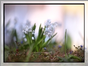 Puszkinia cebulicowata, Kwiaty