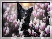 Pies, Border collie, Kwiaty, Magnolia